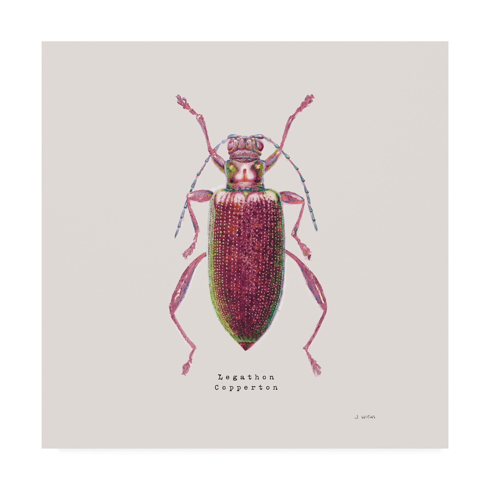 Trademark Fine Art 'Adorning Coleoptera VI Sq Claret' Canvas Art by James Wiens