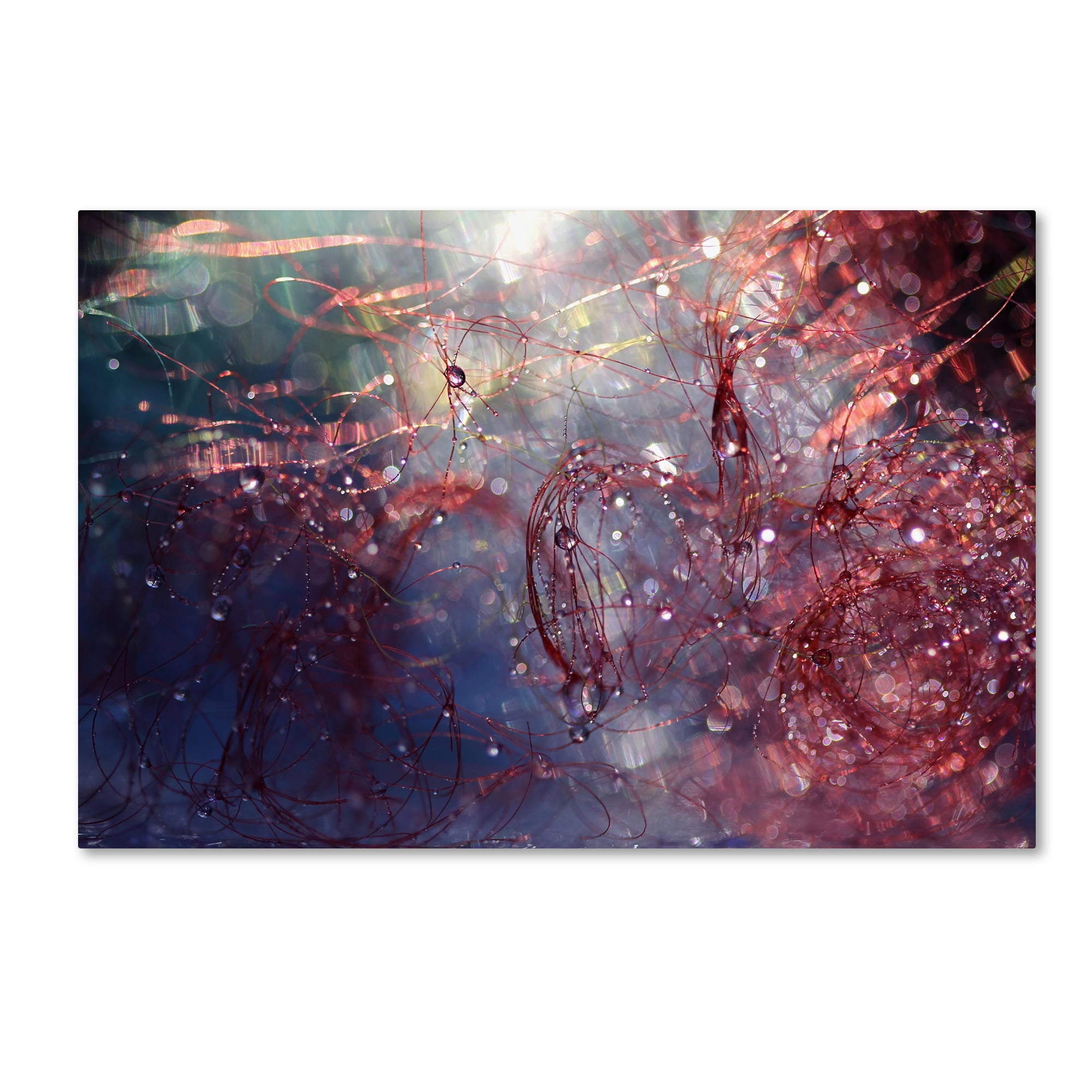 Trademark Fine Art "Adventures of Red" Canvas Art by Beata Czyzowska Young