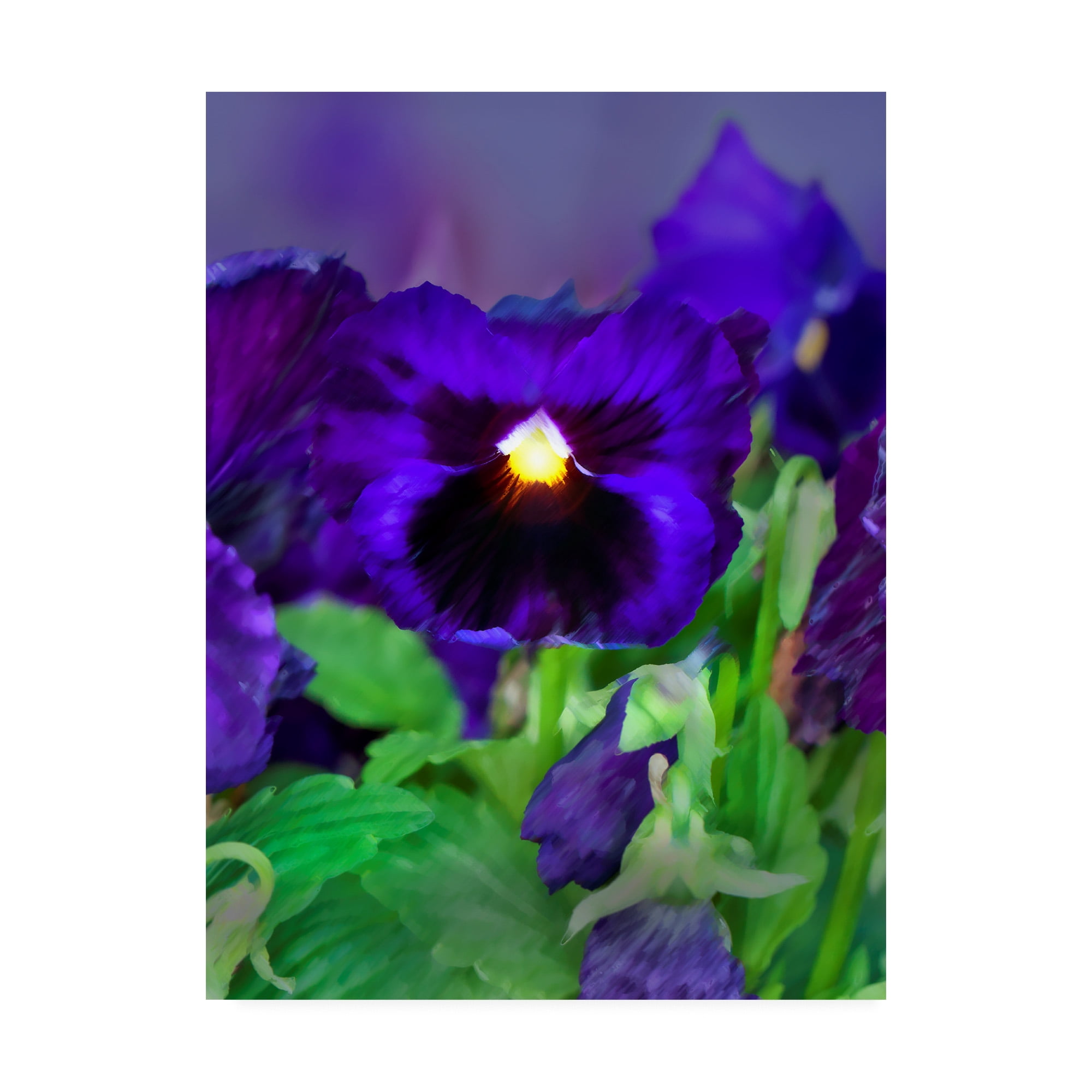 Trademark Fine Art 'African Pan Orchid' Canvas Art by Dana Brett Munich