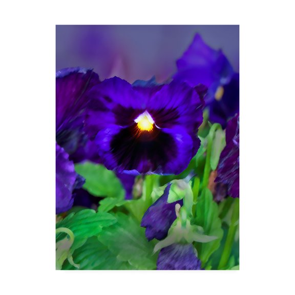 Trademark Fine Art 'African Pan Orchid' Canvas Art by Dana Brett Munich