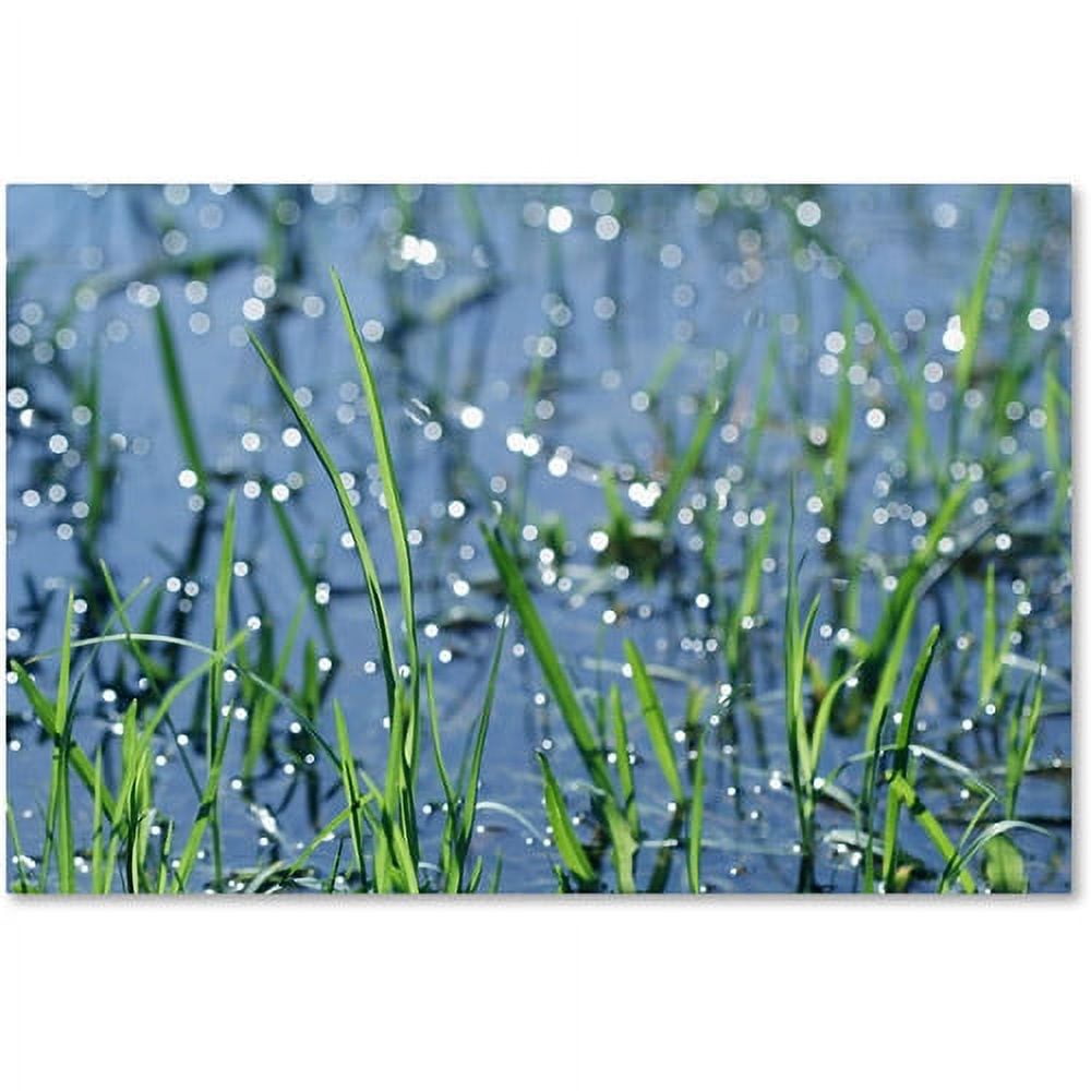 Trademark Fine Art "After the Rain" Canvas Art by Beata Czyzowska Young