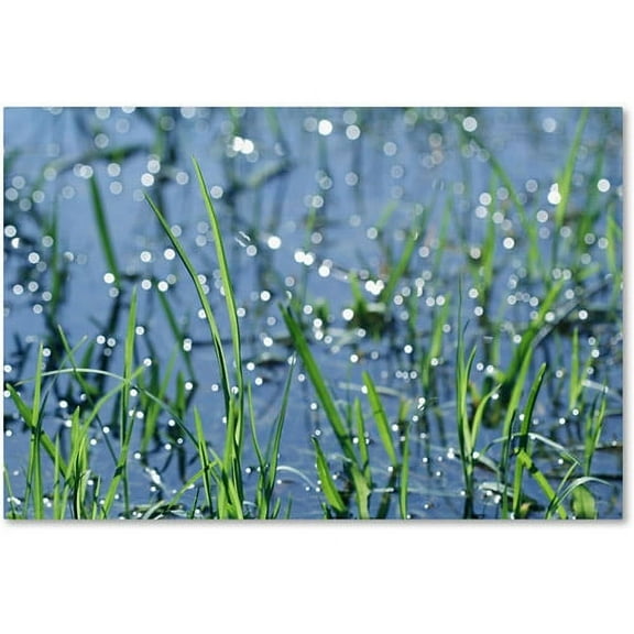 Trademark Fine Art "After the Rain" Canvas Art by Beata Czyzowska Young