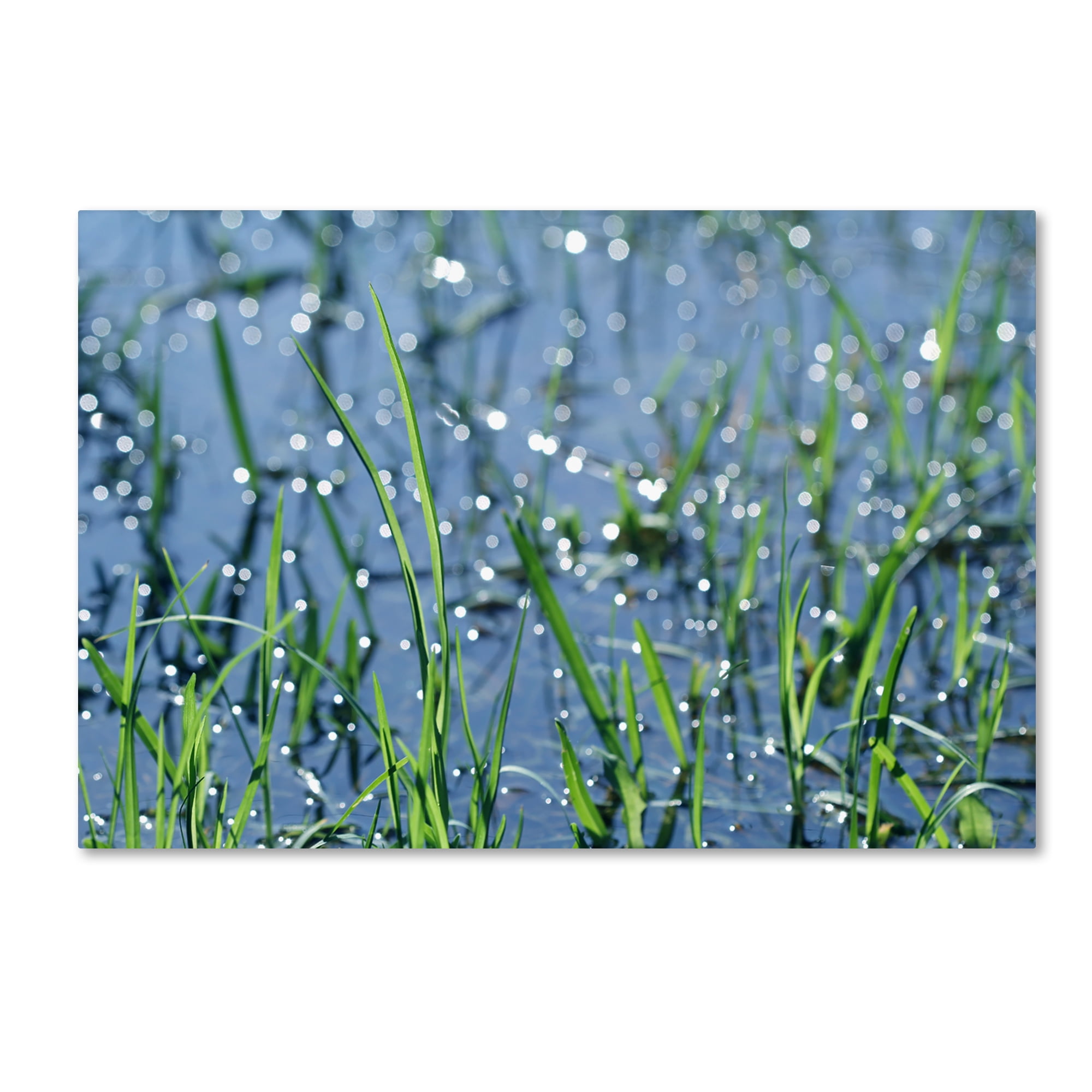 Trademark Fine Art "After the Rain" Canvas Art by Beata Czyzowska Young