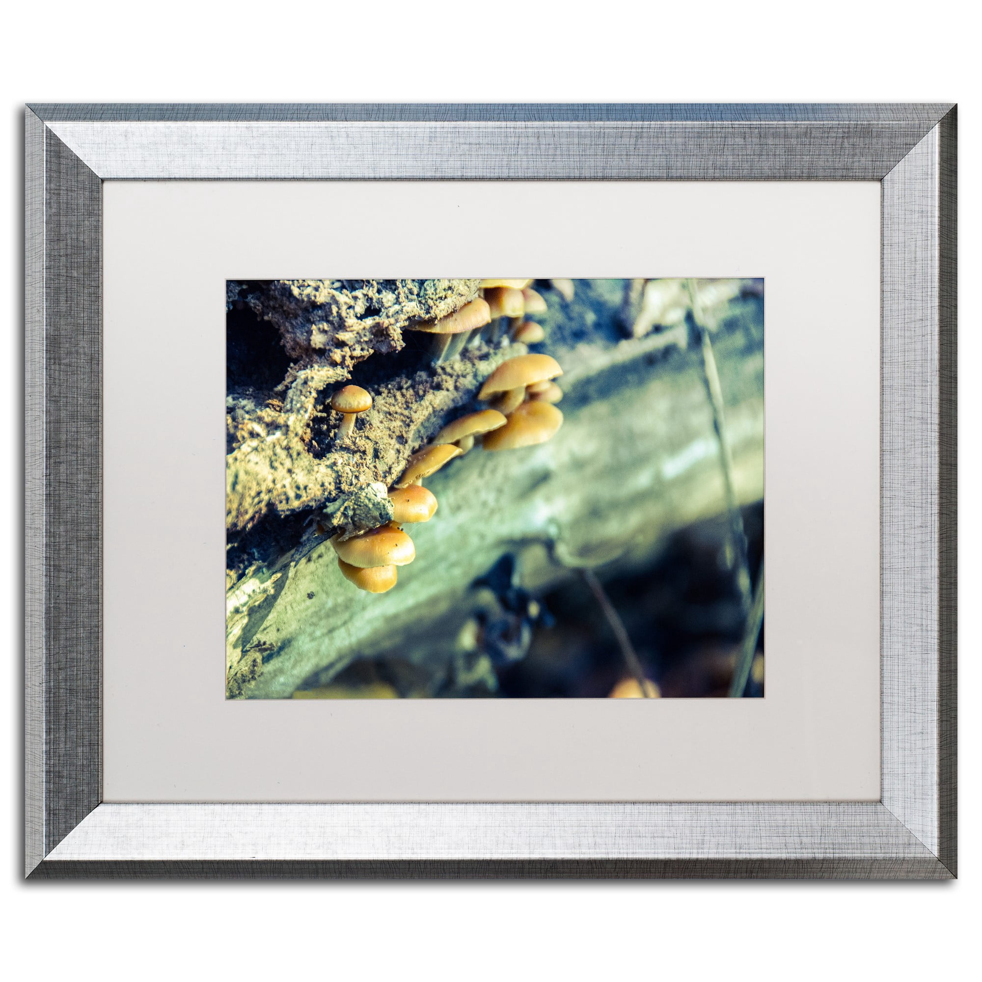Trademark Fine Art 'Aged Mushroom' Canvas Art by PIPA Fine Art, White Matte, Silver Frame