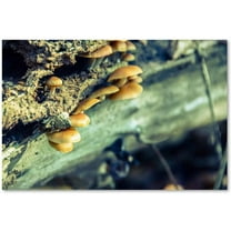Trademark Fine Art 'Aged Mushroom' Canvas Art by PIPA Fine Art