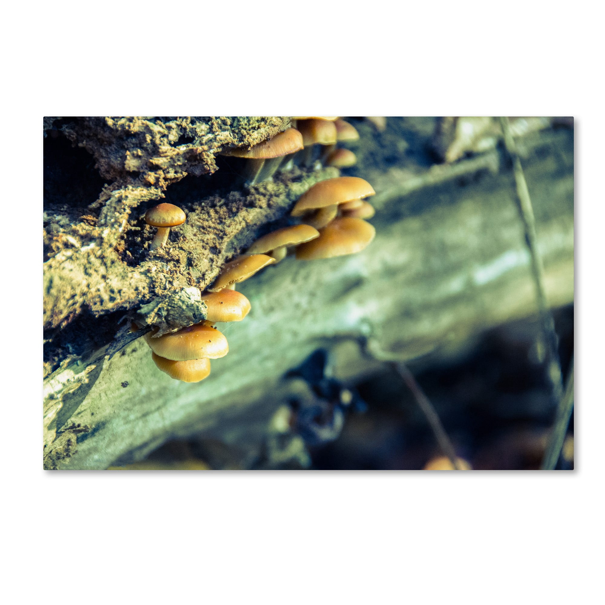 Trademark Fine Art 'Aged Mushroom' Canvas Art by PIPA Fine Art