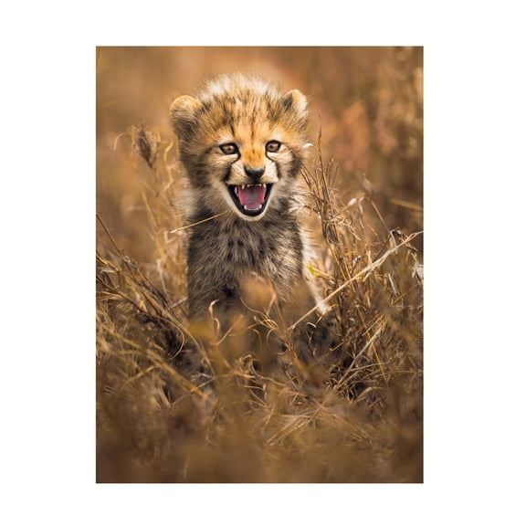Trademark Fine Art Ahmed Sobhi Big Smile Canvas Wall Art