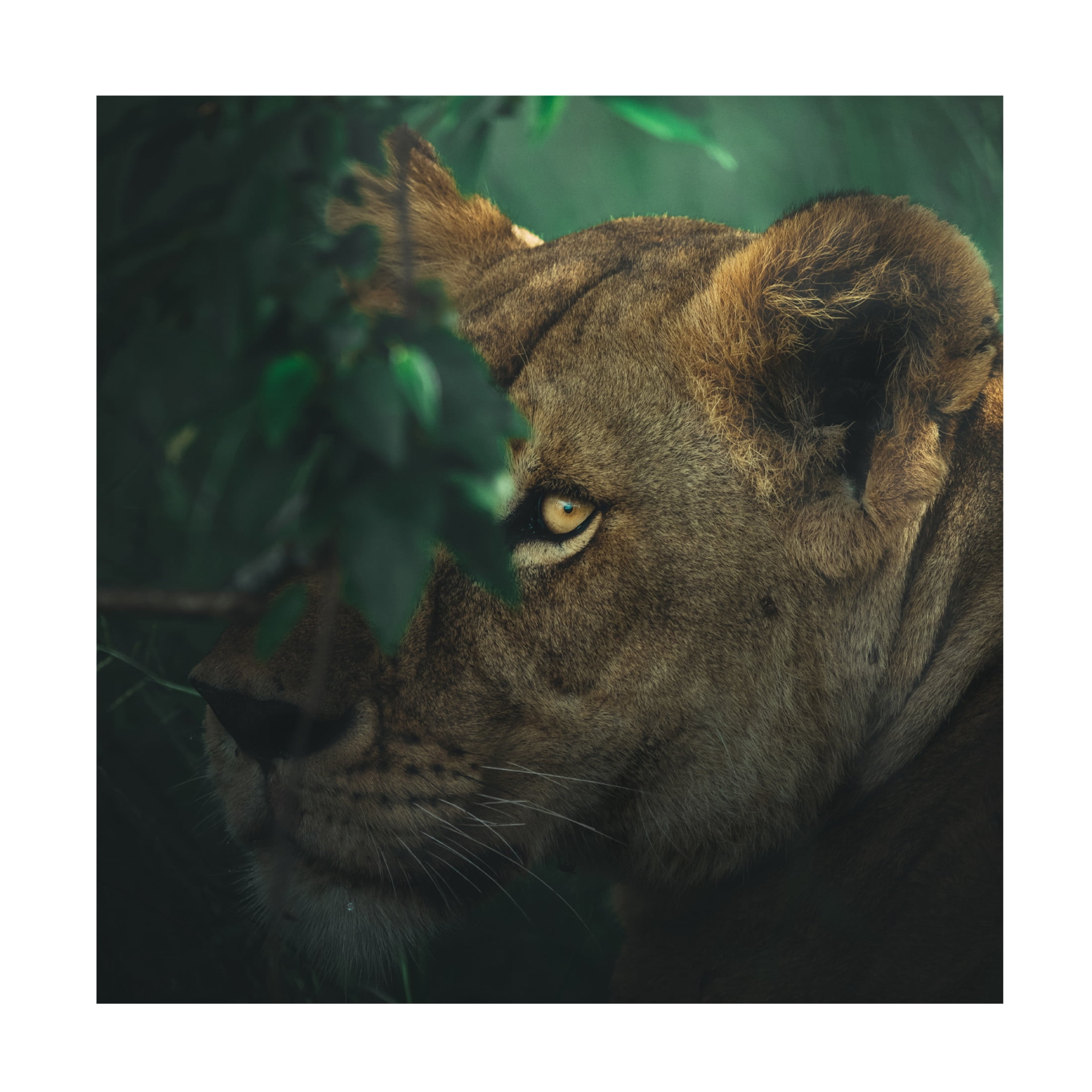 Trademark Fine Art Ahmed Sobhi  Eye Contact Canvas Wall Art