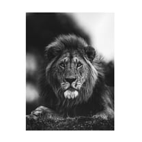 Trademark Fine Art Ahmed Sobhi Ready Canvas Wall Art