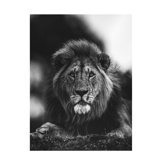 Trademark Fine Art Ahmed Sobhi Ready Canvas Wall Art