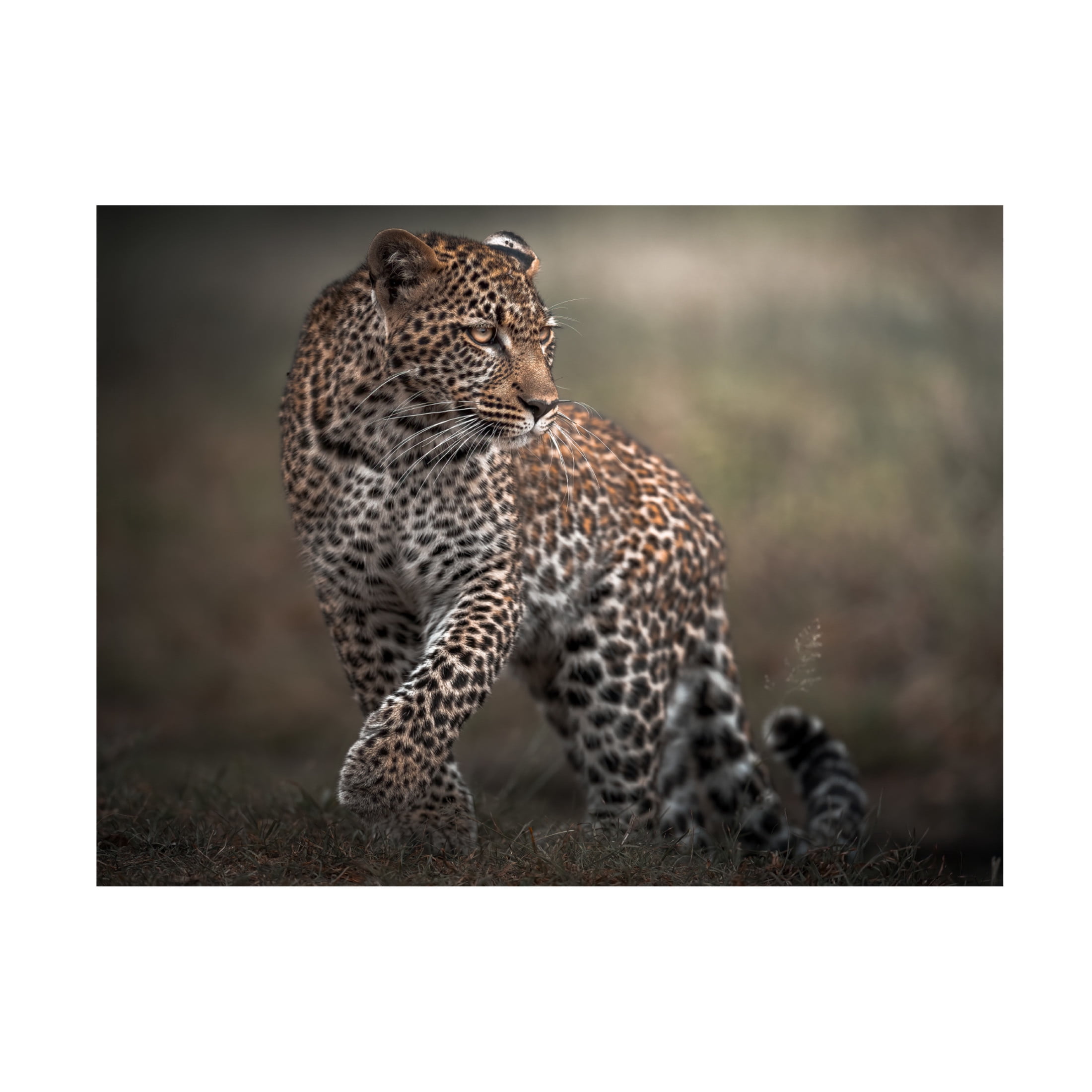 Trademark Fine Art Ahmed Sobhi Surprise Canvas Wall Art