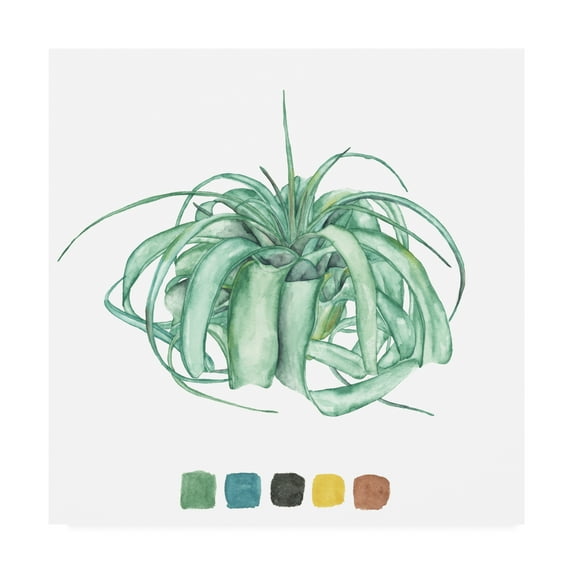 Trademark Fine Art 'Air Plant Study I' Canvas Art by Melissa Wang