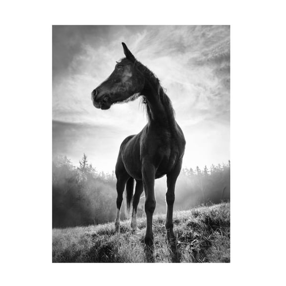 Trademark Fine Art Alessandro Accordini Backlight Horse Canvas Wall Art