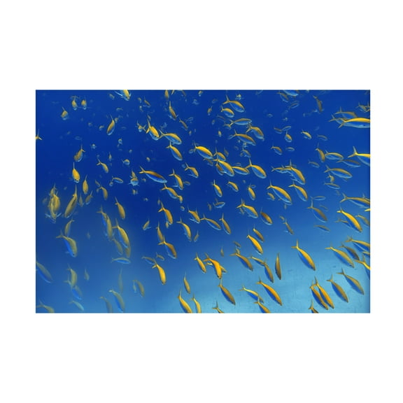 Trademark Fine Art Alessandro Catta  FiSh FrEnZy Canvas Wall Art