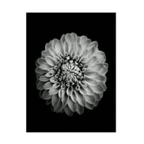 Trademark Fine Art Alex Zhao Marigold Canvas Wall Art
