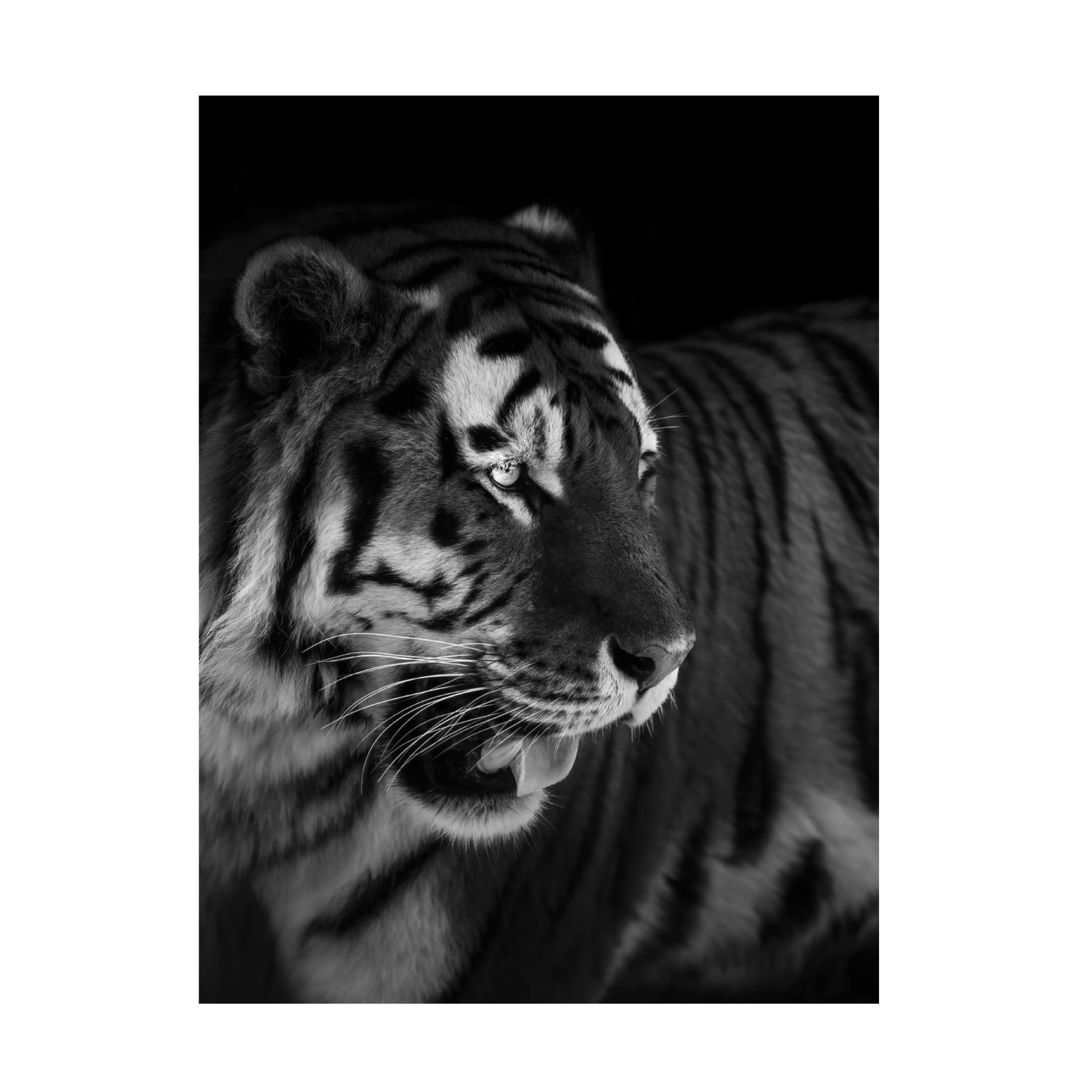 Trademark Fine Art Alex Zhao The King Canvas Wall Art