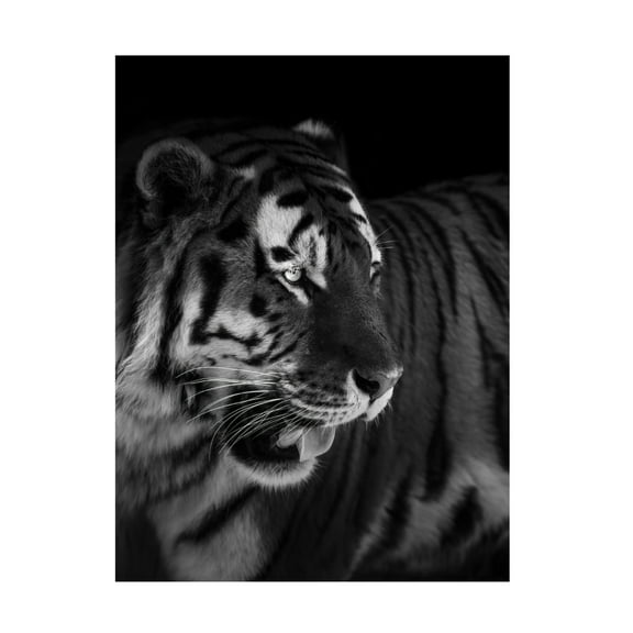 Trademark Fine Art Alex Zhao The King Canvas Wall Art