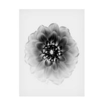 Trademark Fine Art Alex Zhao X Ray Canvas Wall Art
