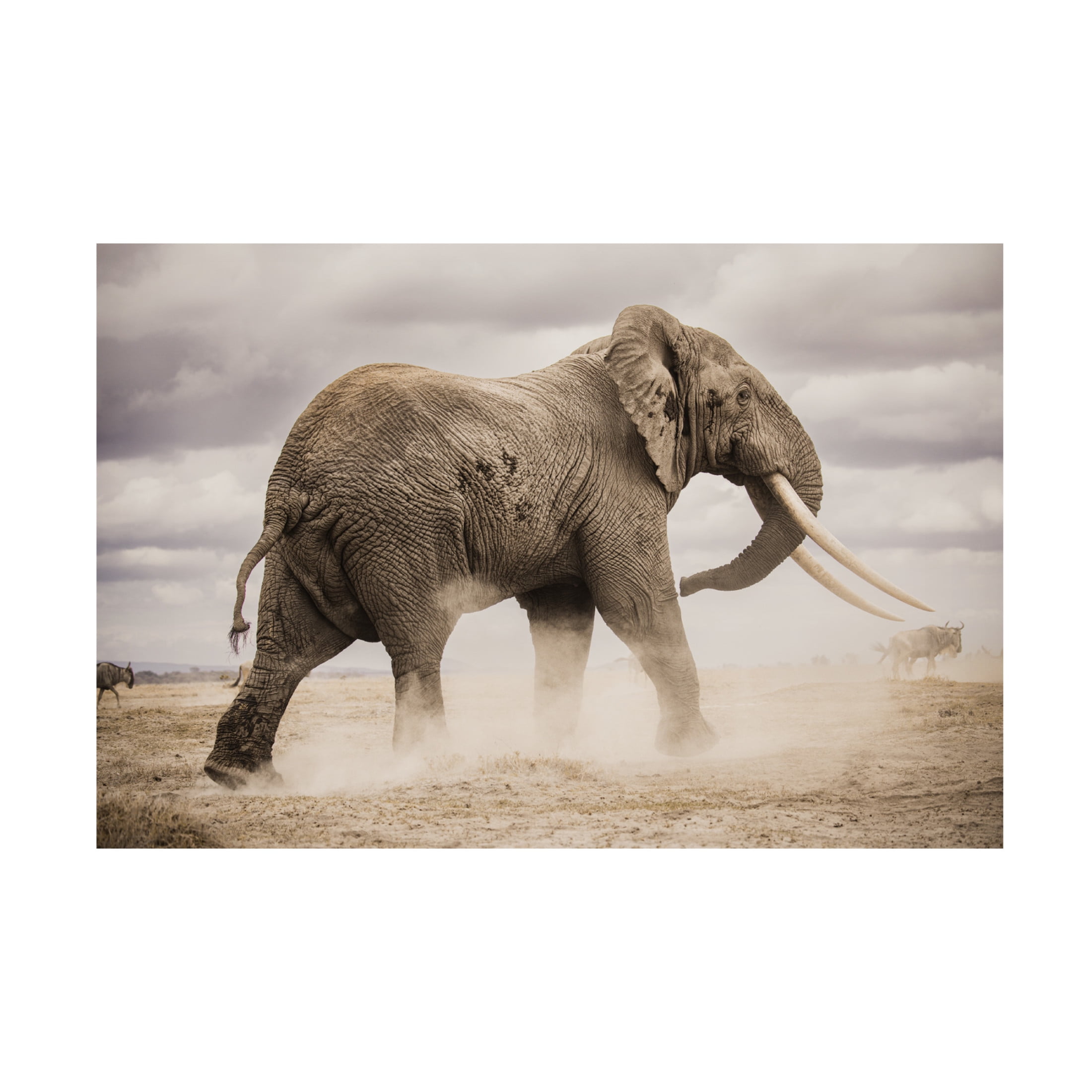 Trademark Fine Art Ali Khataw Dust Canvas Wall Art