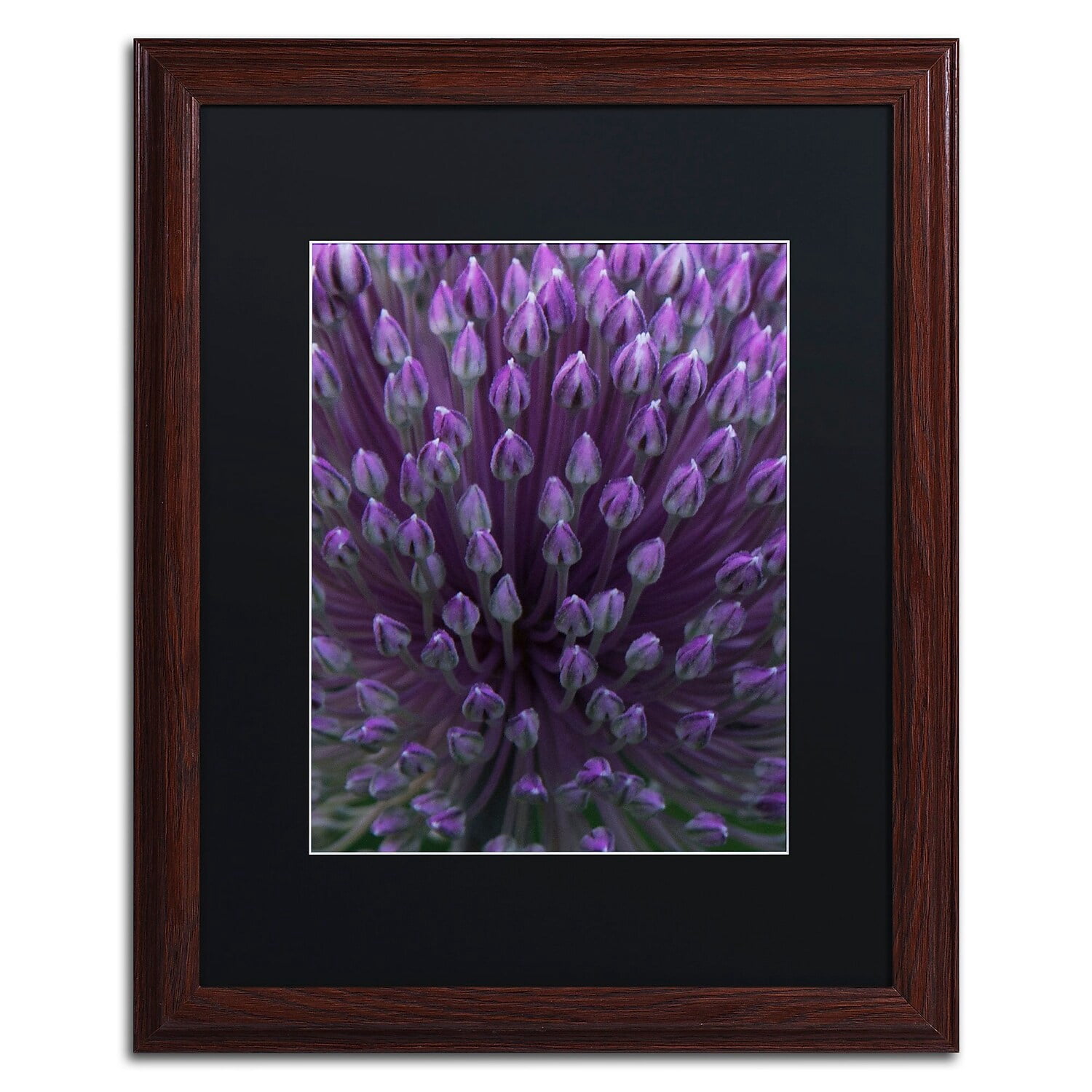 Trademark Fine Art "Alien Flower Pods" Canvas Art by Kurt Shaffer, Black Matte, Wood Frame