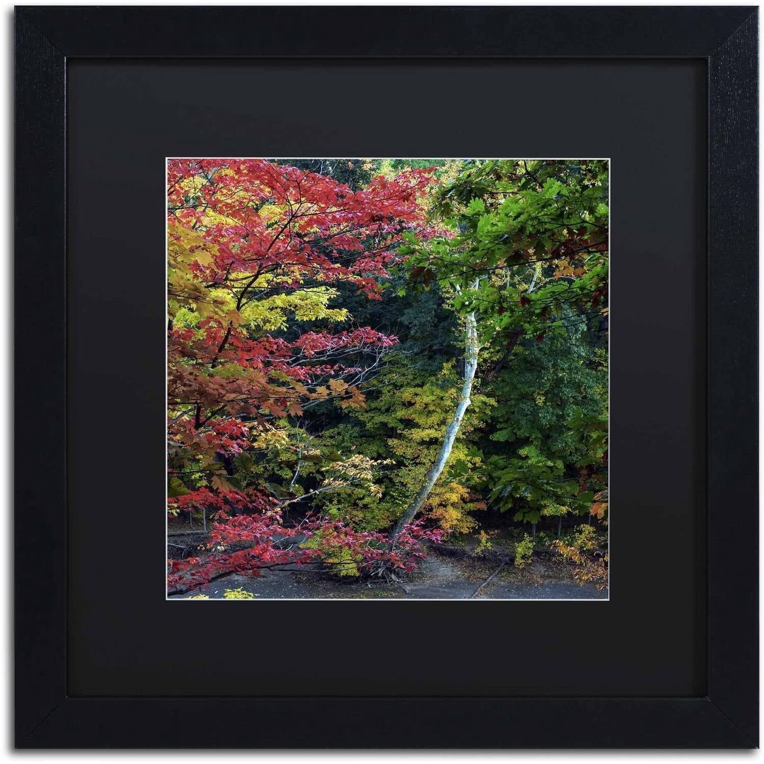 Trademark Fine Art "All the Colors of October in Ohio" Canvas Art by Kurt Shaffer, Black Matte, Black Frame