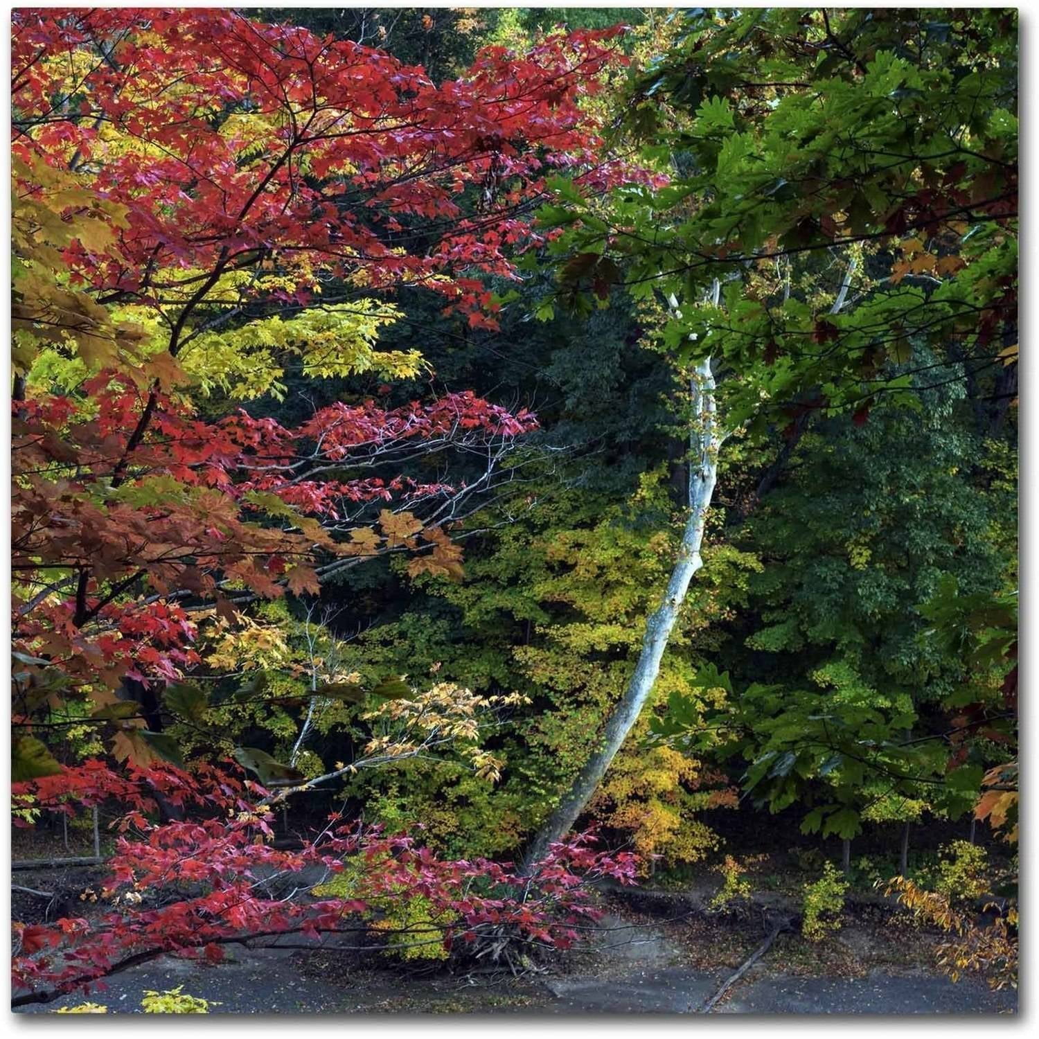 Trademark Fine Art "All the Colors of October in Ohio" Canvas Art by Kurt Shaffer