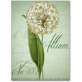 thumbnail image 1 of Trademark Fine Art "Allium II" Canvas Art by Color Bakery, 1 of 1