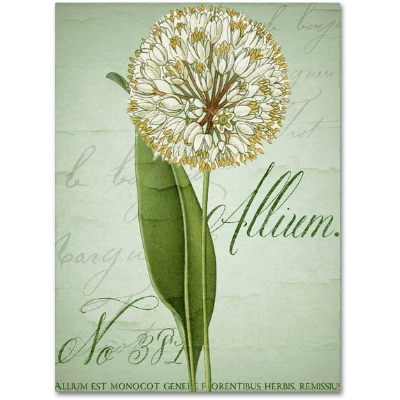 Trademark Fine Art "Allium II" Canvas Art by Color Bakery
