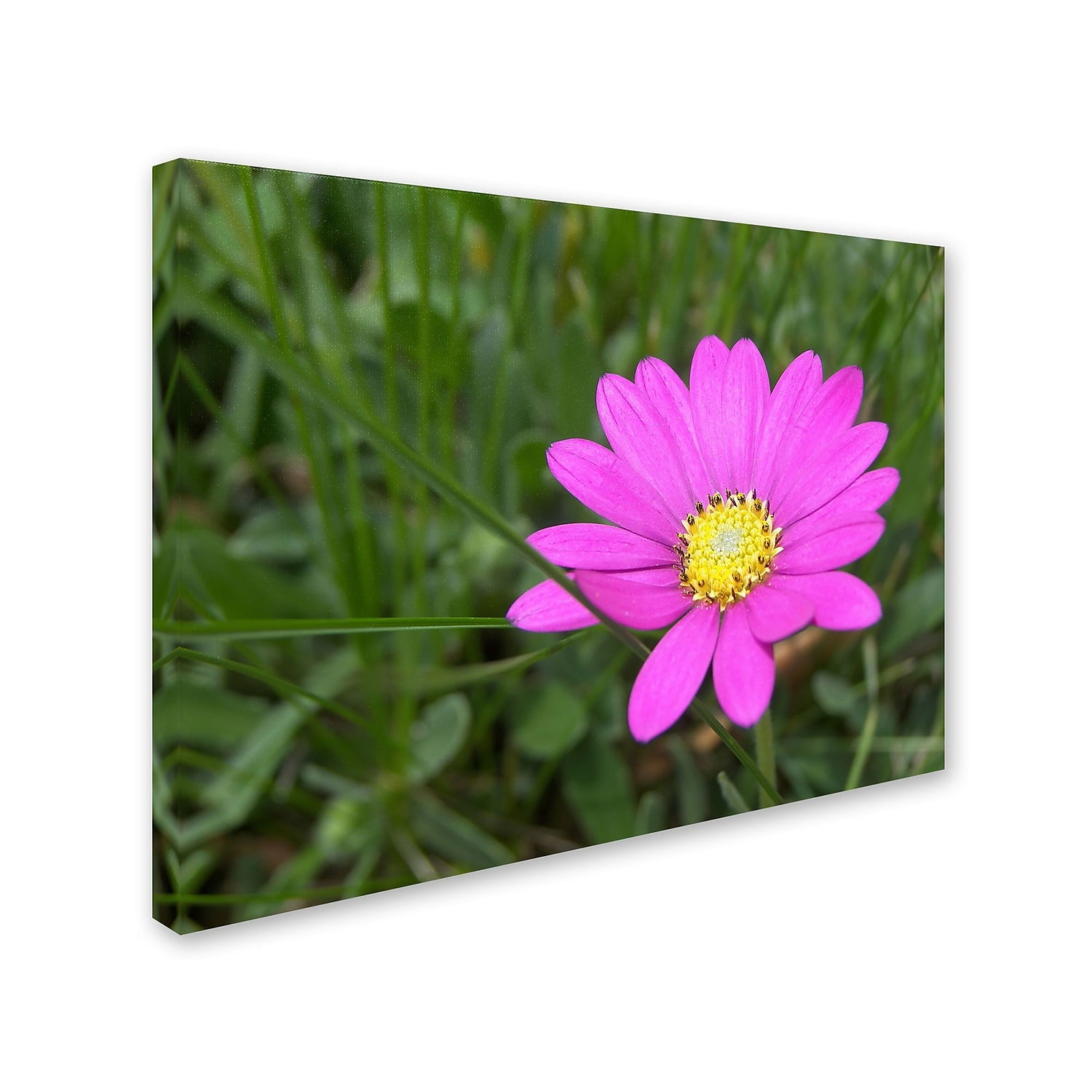 Trademark Fine Art "Alluring Vibrance" Canvas Art by Monica Fleet