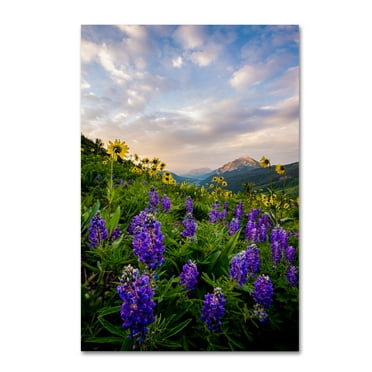 Trademark Fine Art 'Alpine Johnson' Canvas Art by Dan Ballard