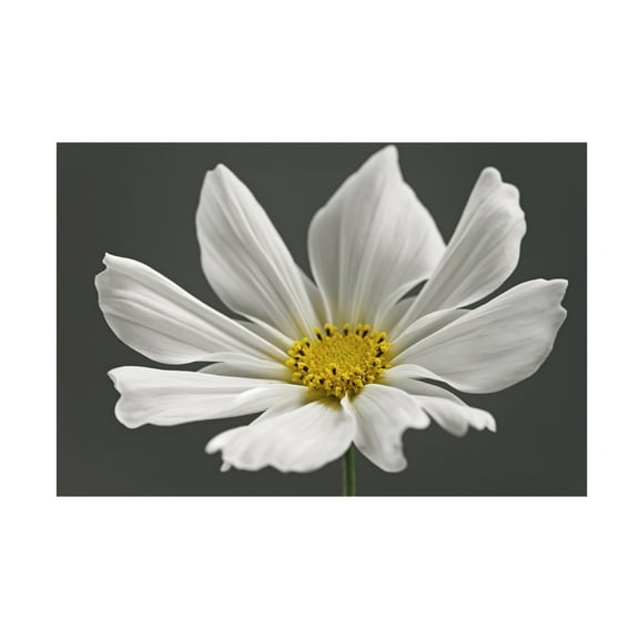 Trademark Fine Art Alyson Fennell Cosmos Flower Canvas Wall Art