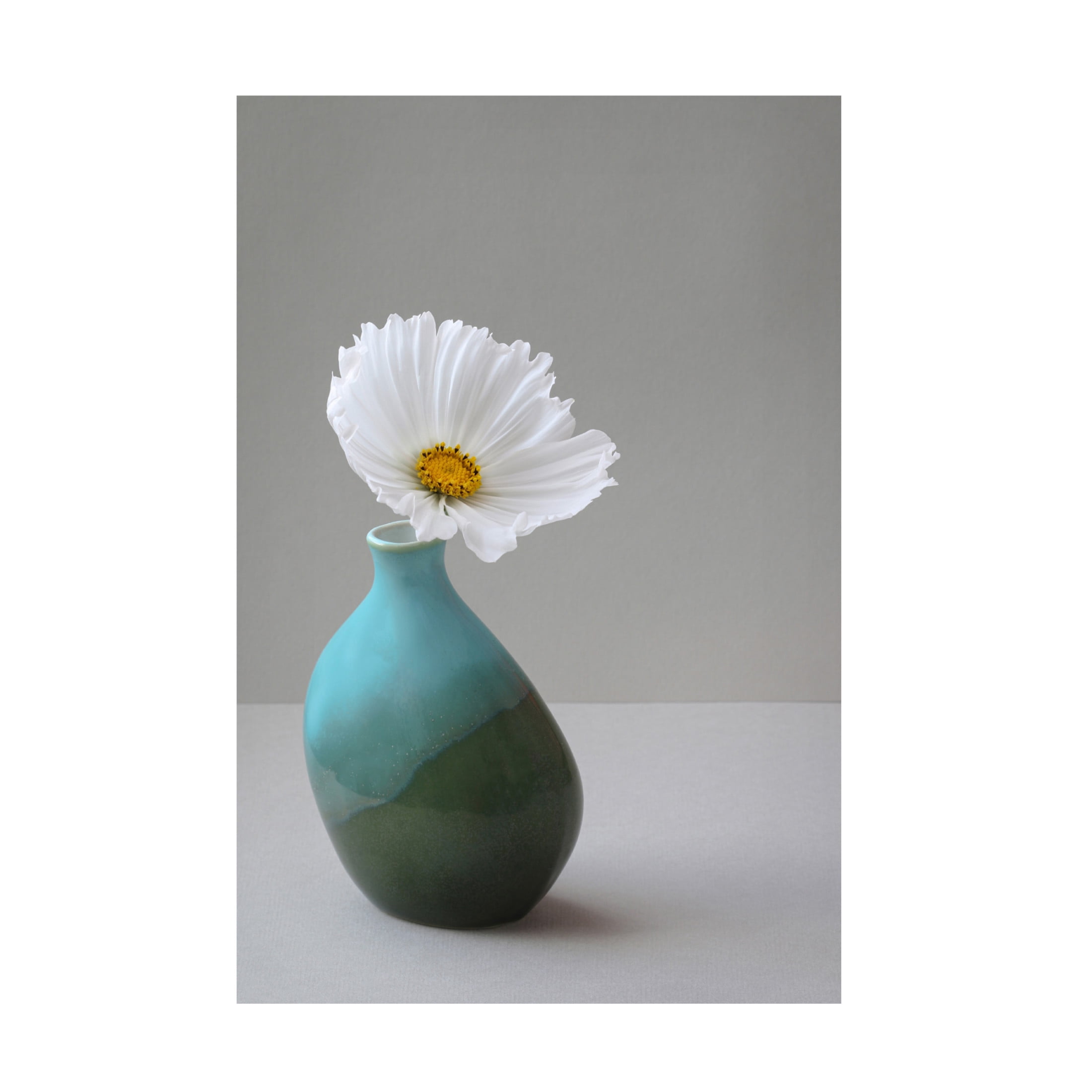 Trademark Fine Art Alyson Fennell Cup Cake Cosmos Still Life Canvas Wall Art