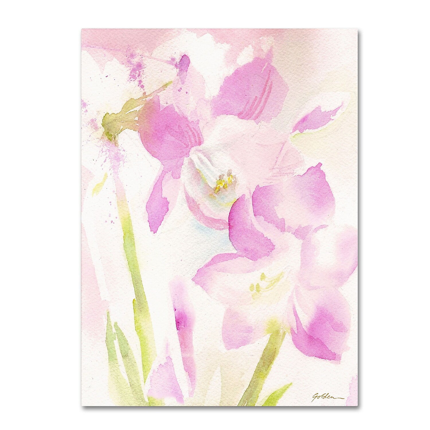 Trademark Fine Art "Amaryllis Blossoming" Canvas Art by Sheila Golden