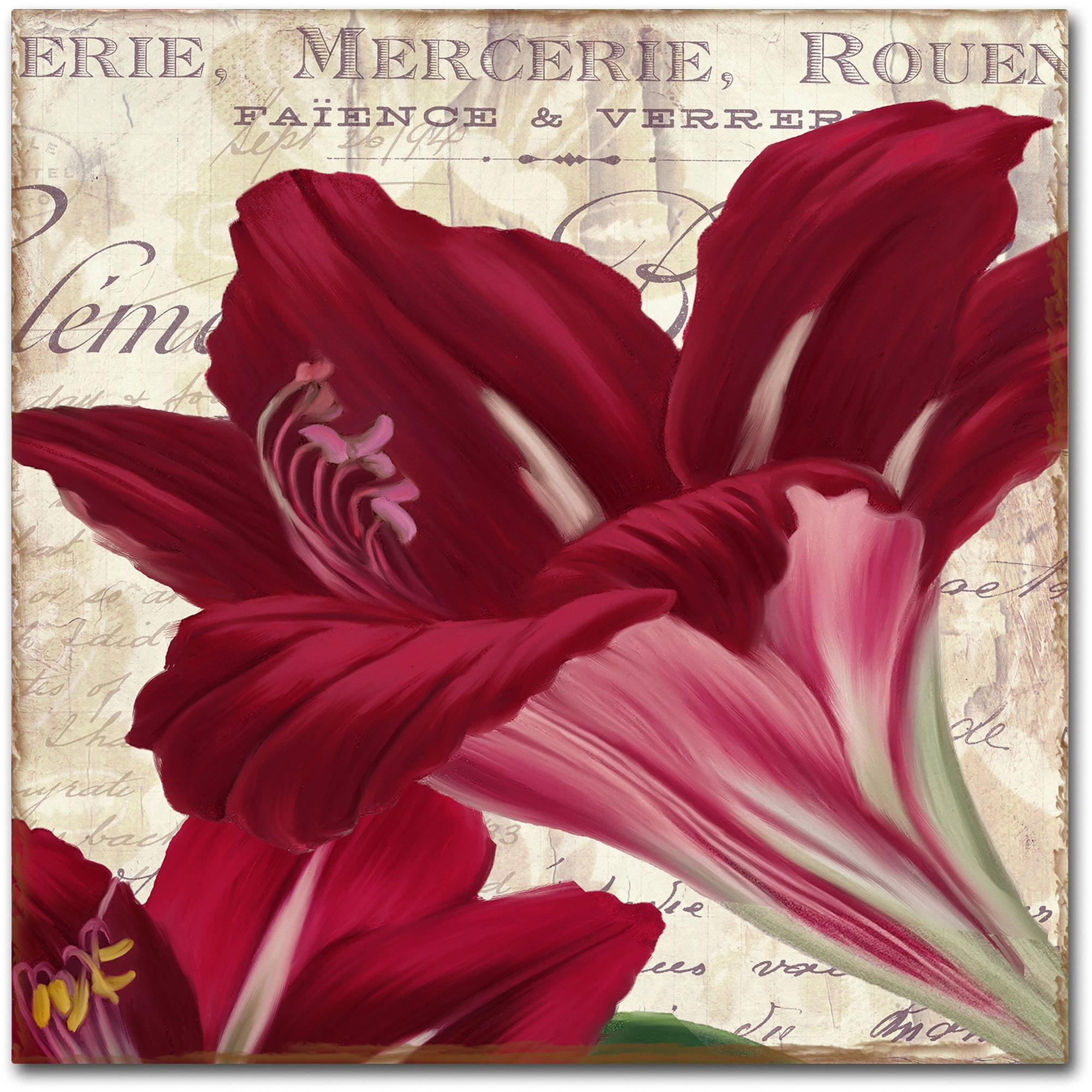 Trademark Fine Art "Amaryllis " Canvas Art by Color Bakery