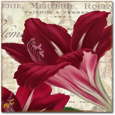Trademark Fine Art "Amaryllis " Canvas Art by Color Bakery