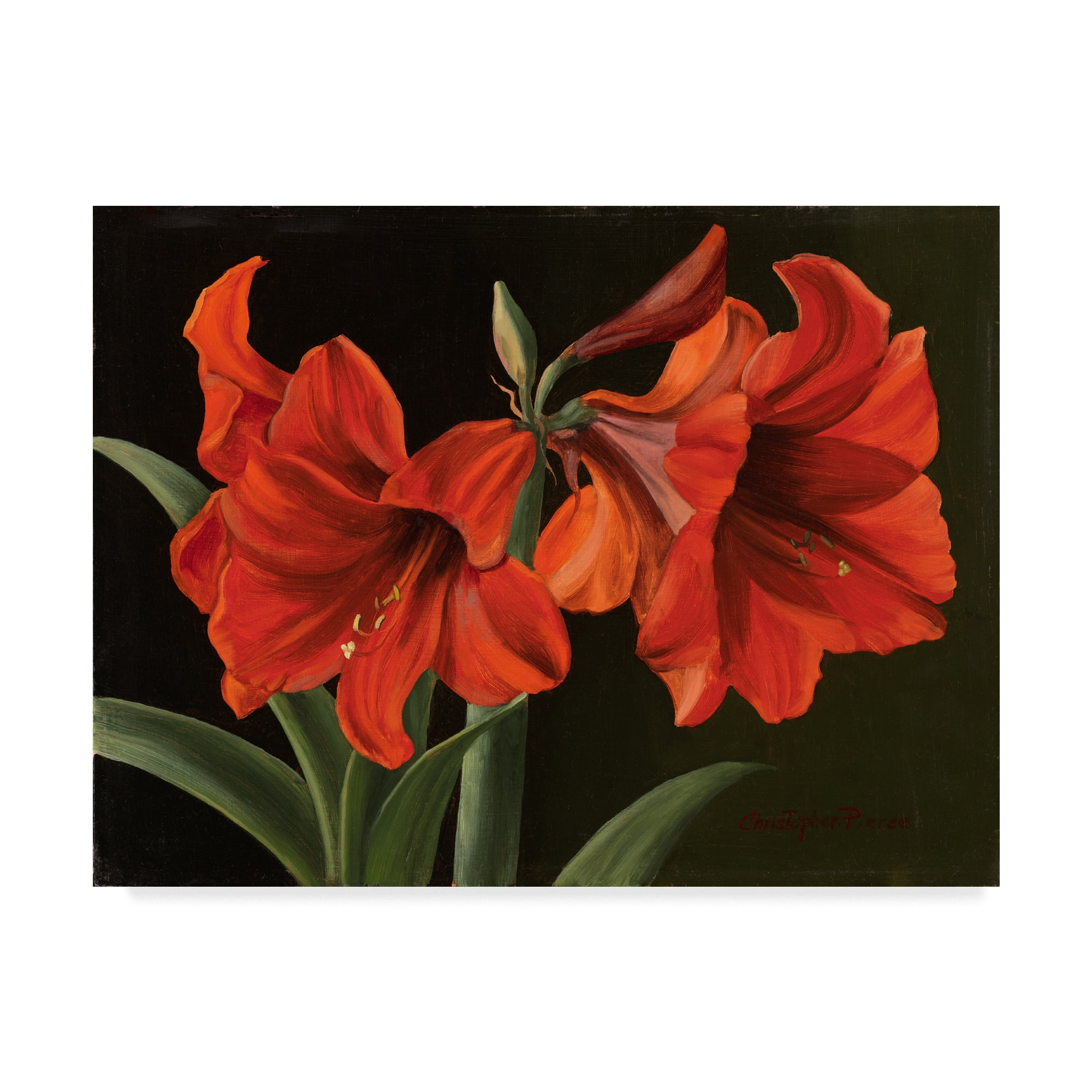 Trademark Fine Art Amaryllis Red Flowers Canvas Art - Modern