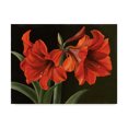 thumbnail image 1 of Trademark Fine Art 'Amaryllis Red Flowers' Canvas Art by Christopher Pierce, 1 of 3