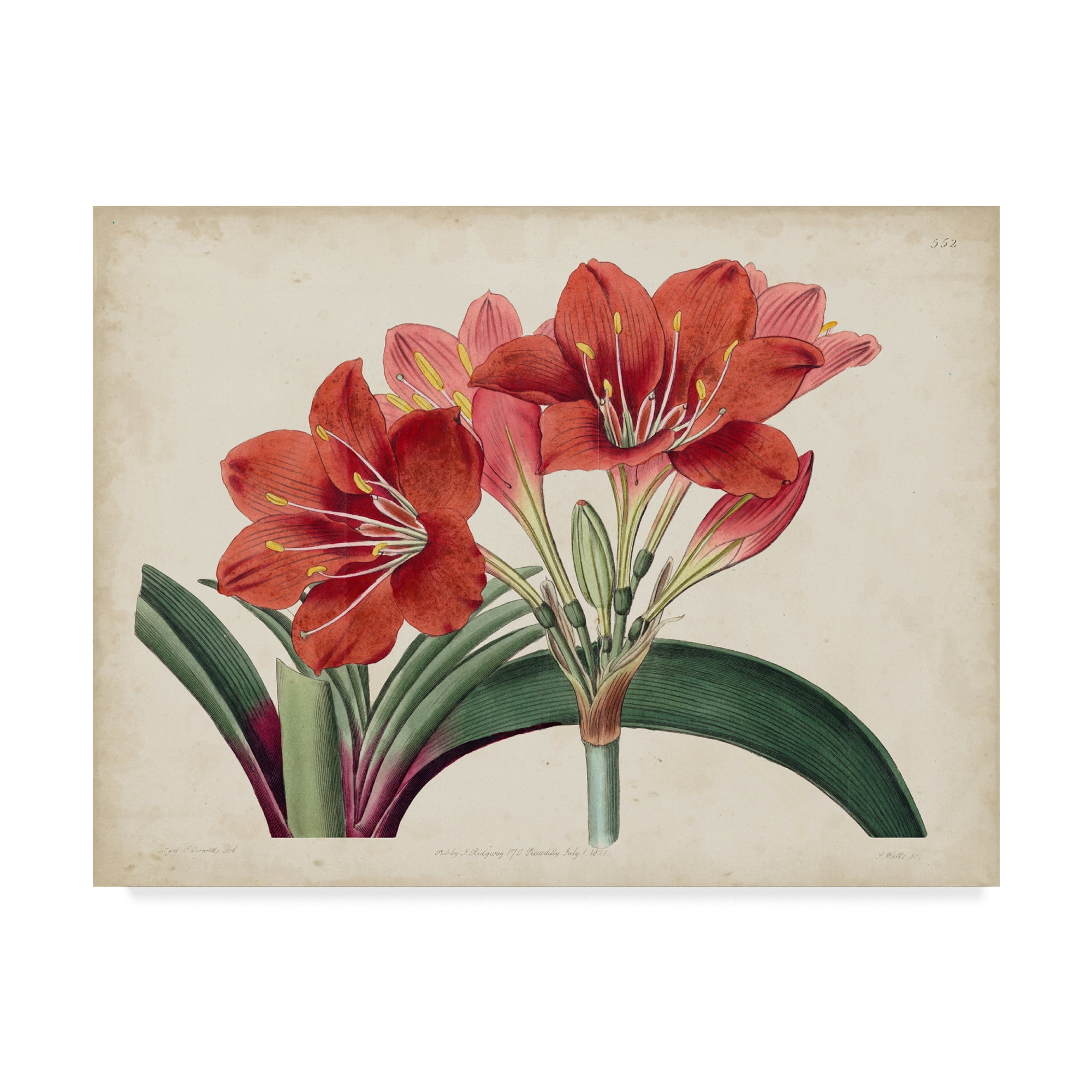 Trademark Fine Art 'Amaryllis Splendor II' Canvas Art by Curtis