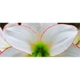 thumbnail image 1 of Trademark Fine Art "Amaryllis Study" Canvas Wall Art by Kurt Shaffer, 1 of 1