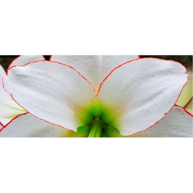 Trademark Fine Art "Amaryllis Study" Canvas Wall Art by Kurt Shaffer