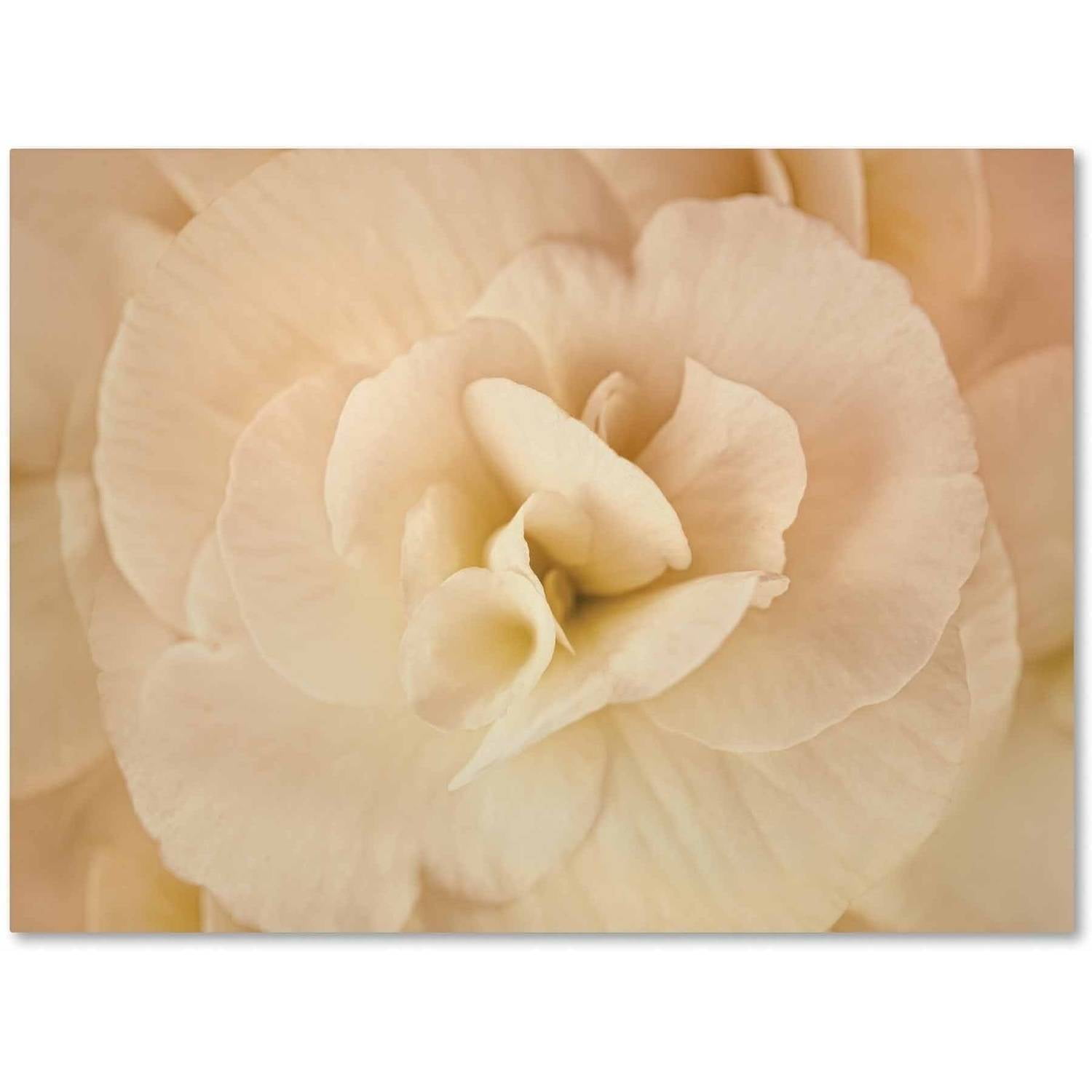 Trademark Fine Art 'Amber Begonia Flower' Canvas Art by Cora Niele