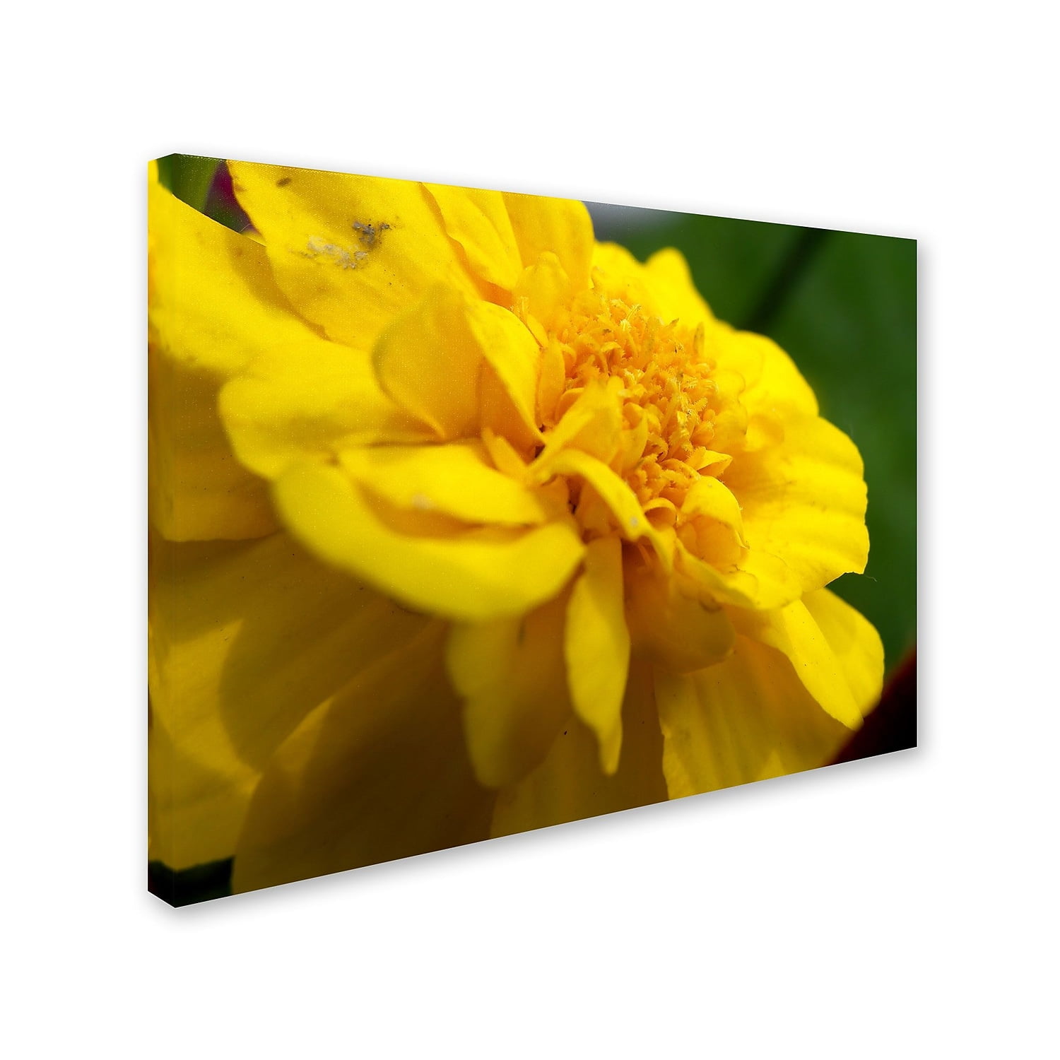 Trademark Fine Art "Ambiguous Vision" Canvas Art by Monica Fleet