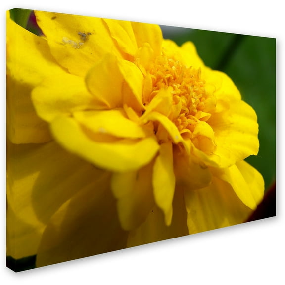 Trademark Fine Art "Ambiguous Vision" Canvas Art by Monica Fleet