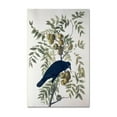 thumbnail image 1 of Trademark Fine Art "American Crow" Canvas Art by John James Audubon, 1 of 4