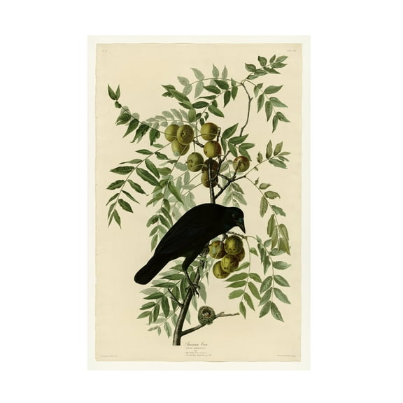 Trademark Fine Art John James Audubon American Crow Canvas Wall Art - 35x47