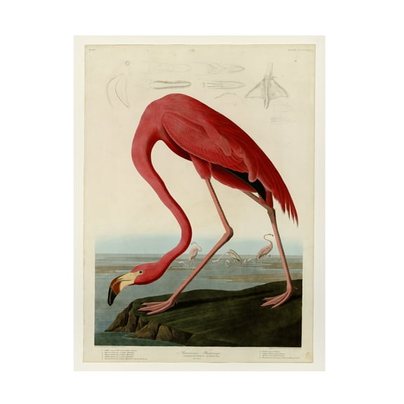 Trademark Fine Art "American Flamingo, 1834" Canvas Art by John James Audubon
