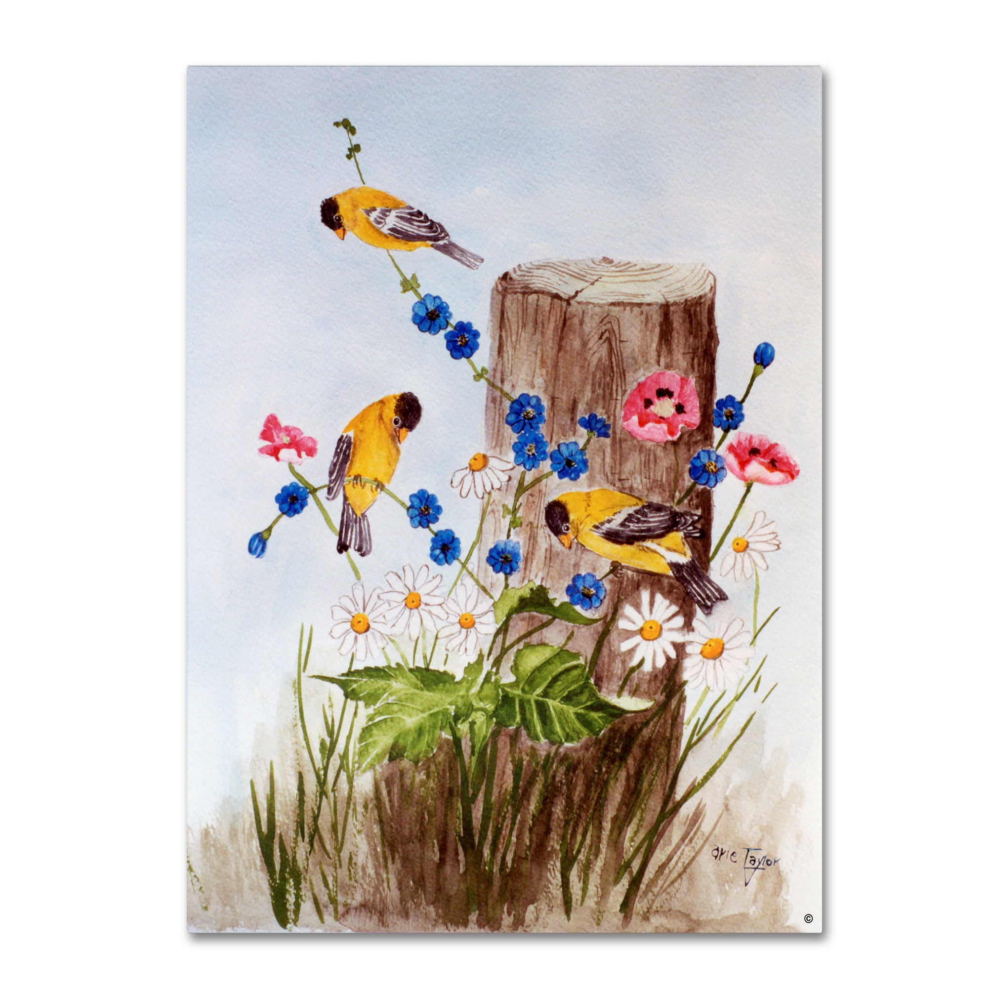 Trademark Fine Art 'American Goldfinch 3' Canvas Art by Arie Reinhardt Taylor