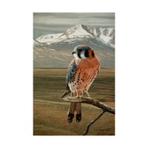 Trademark Fine Art 'American Kestrel' Canvas Art by Ron Parker