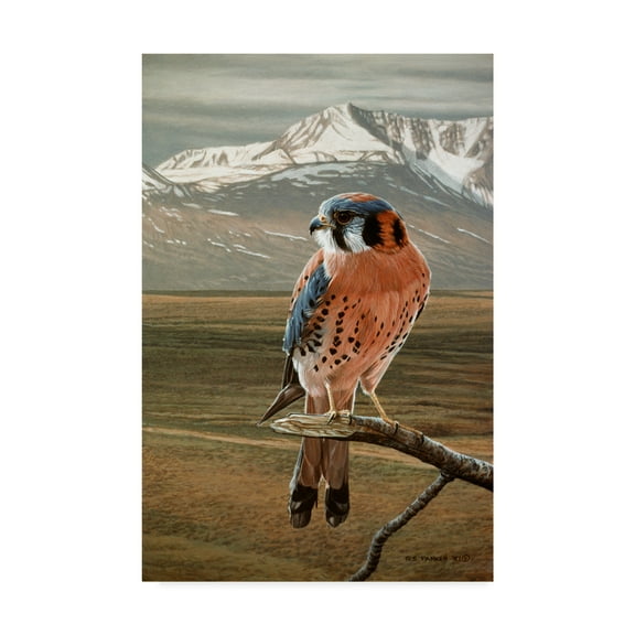 Trademark Fine Art 'American Kestrel' Canvas Art by Ron Parker