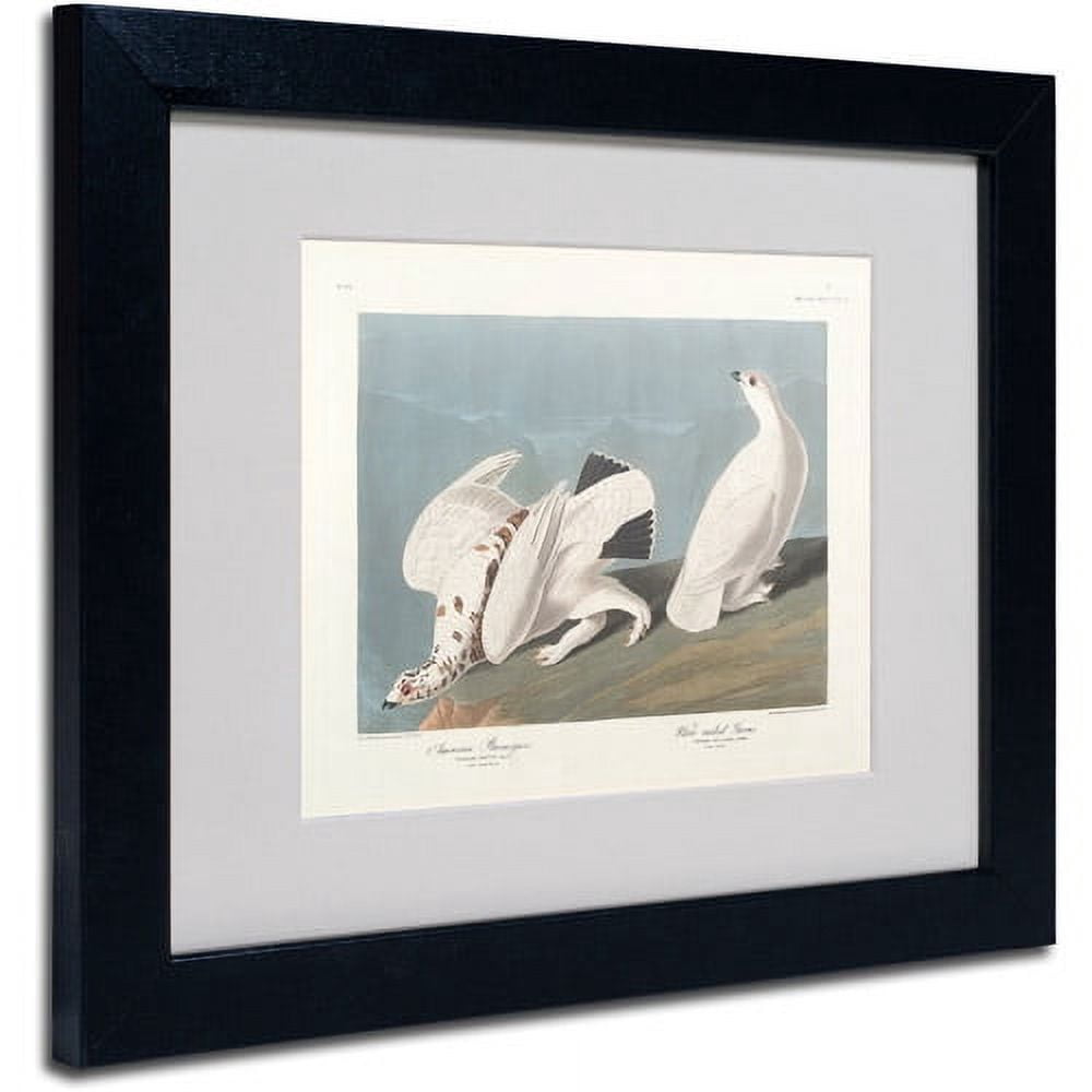 Trademark Fine Art "American Ptarmigan" Canvas Art by John James Audubon, Black Frame